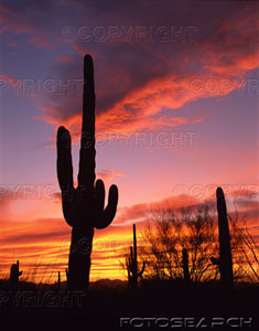 saguarosunset.gif
